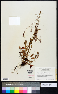 Rumex hastatulus image