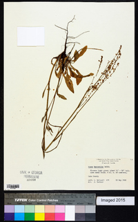 Rumex hastatulus image