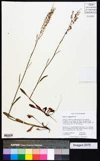 Rumex hastatulus image