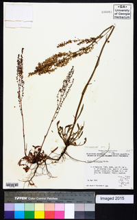 Rumex hastatulus image