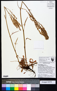 Rumex hastatulus image