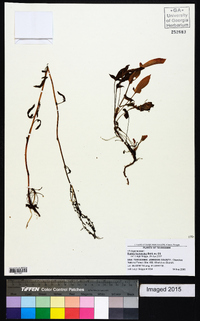 Rumex hastatulus image