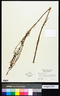 Rumex hastatulus image