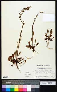 Rumex hastatulus image