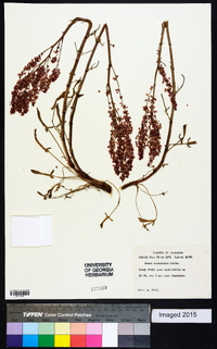 Rumex hastatulus image