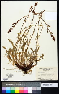 Rumex hastatulus image