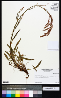 Rumex hastatulus image