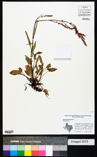 Rumex hastatulus image