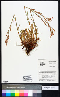 Rumex hastatulus image