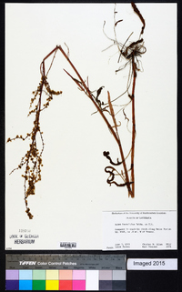 Rumex hastatulus image