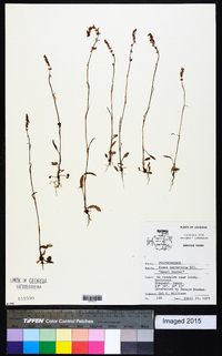 Rumex hastatulus image