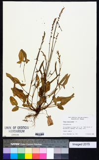 Rumex hastatulus image