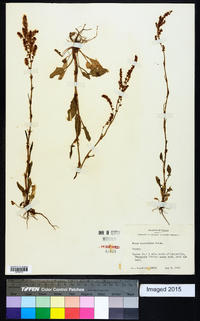 Rumex hastatulus image