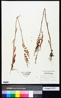 Rumex hastatulus image