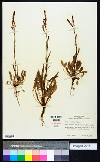 Rumex hastatulus image