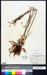 Rumex hastatulus image