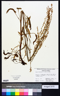 Rumex hastatulus image