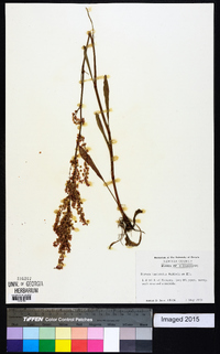 Rumex hastatulus image