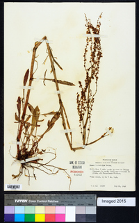 Rumex hastatulus image