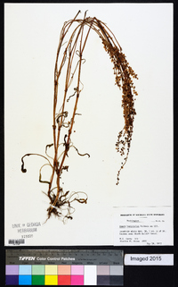 Rumex hastatulus image