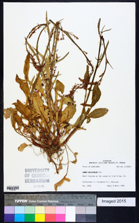 Rumex hastatulus image