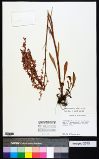 Rumex hastatulus image