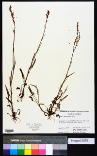 Rumex hastatulus image