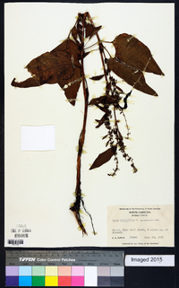 Rumex obtusifolius image