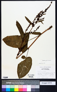 Rumex obtusifolius image