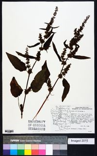 Rumex obtusifolius image