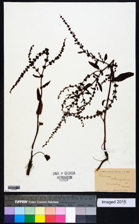 Rumex obtusifolius image