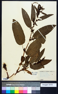 Rumex obtusifolius image