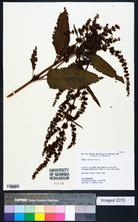 Rumex obtusifolius image