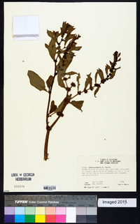 Rumex paraguayensis image