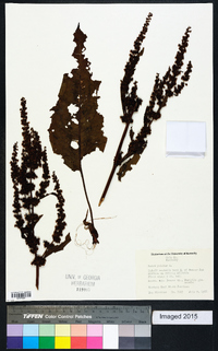 Rumex pulcher image