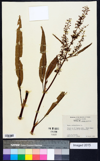 Rumex verticillatus image