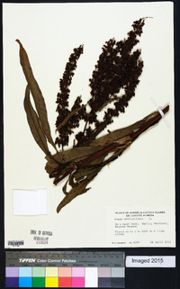 Rumex verticillatus image