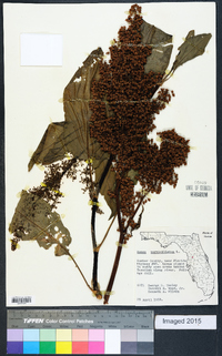 Rumex verticillatus image