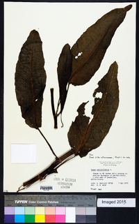 Rumex verticillatus image