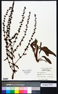 Rumex verticillatus image