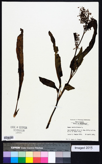 Rumex verticillatus image