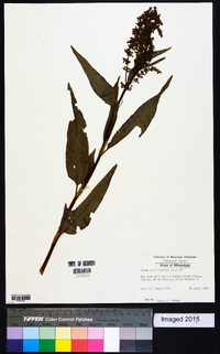 Rumex verticillatus image