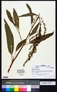 Rumex verticillatus image