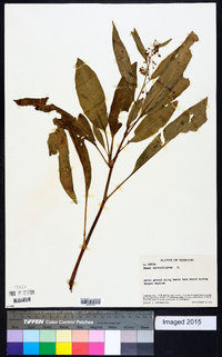 Rumex verticillatus image