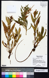 Rumex verticillatus image