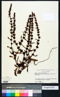 Rumex obovatus image