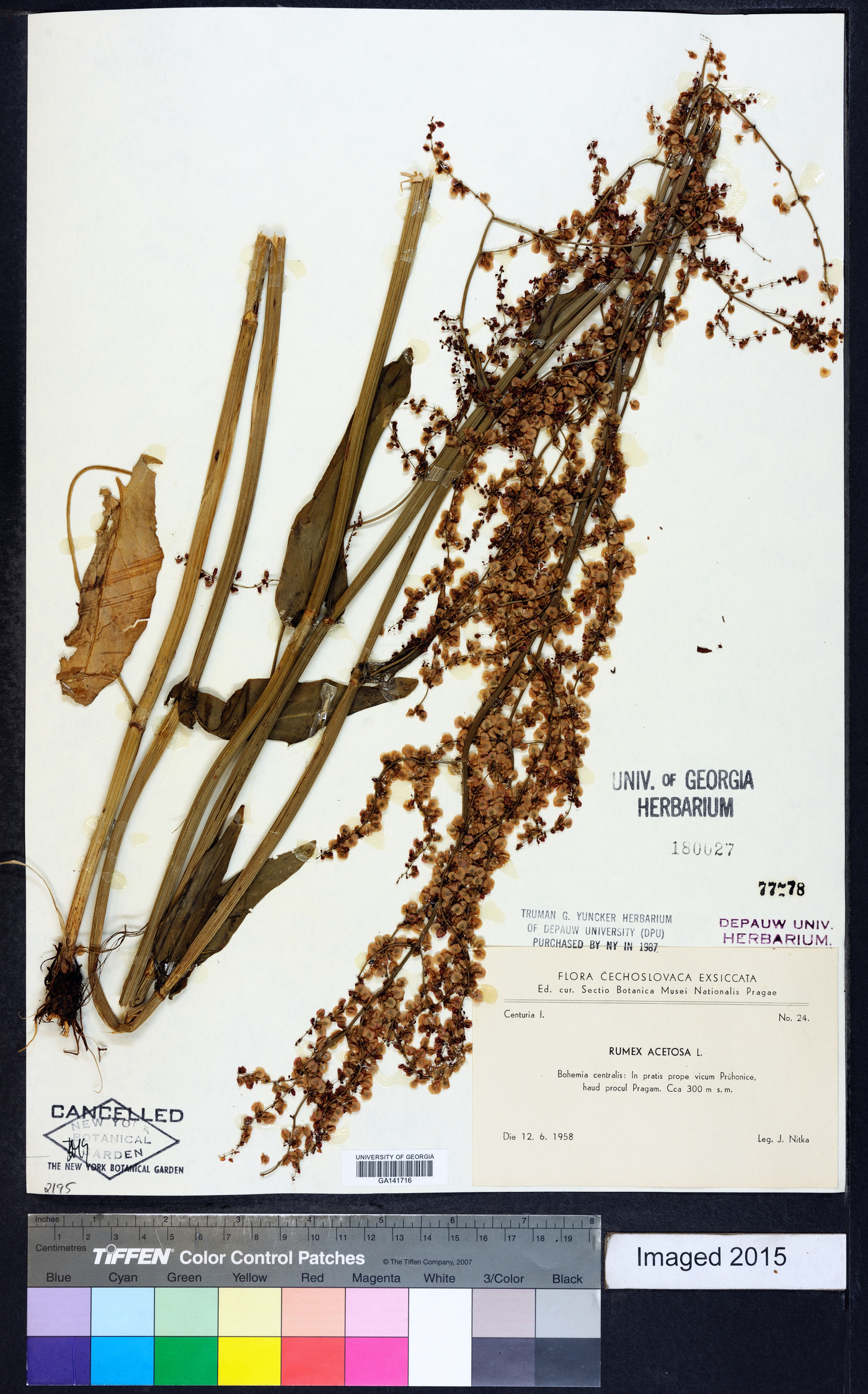 Rumex acetosa image