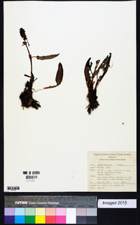 Rumex arcticus image