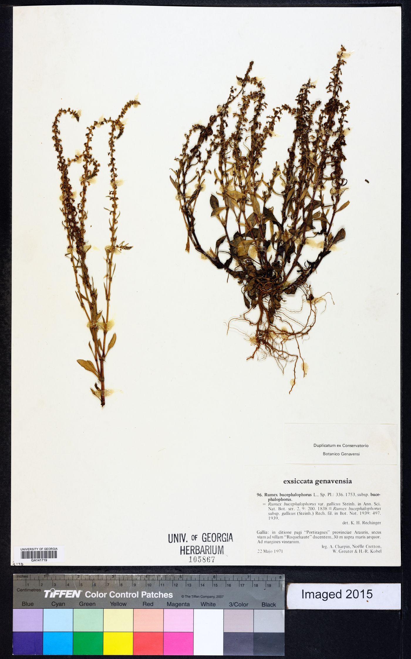 Rumex bucephalophorus image