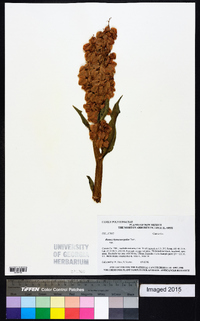 Rumex hymenosepalus image